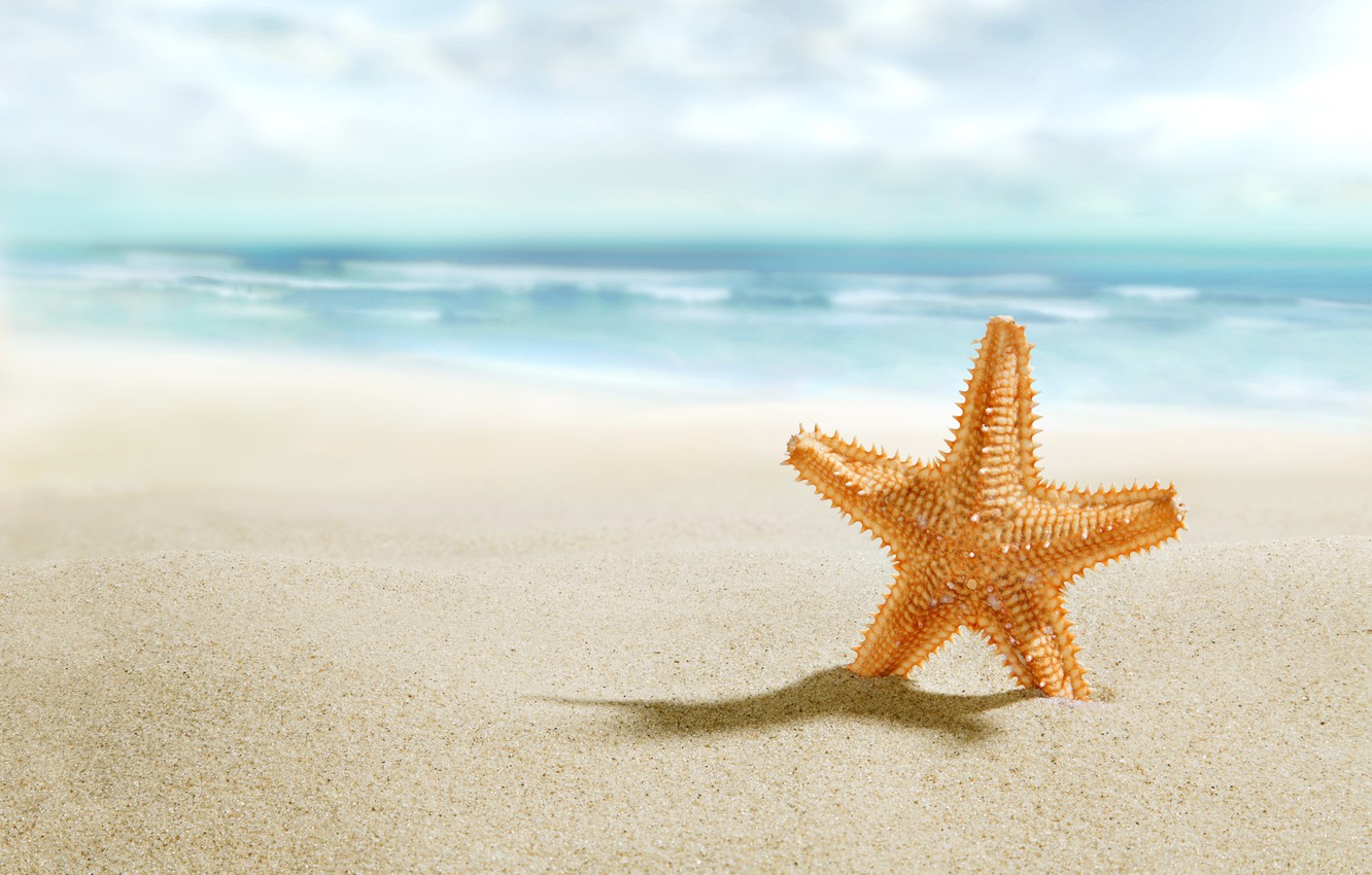 Wallpaper beach, sea, sand, starfish image for desktop, section природа