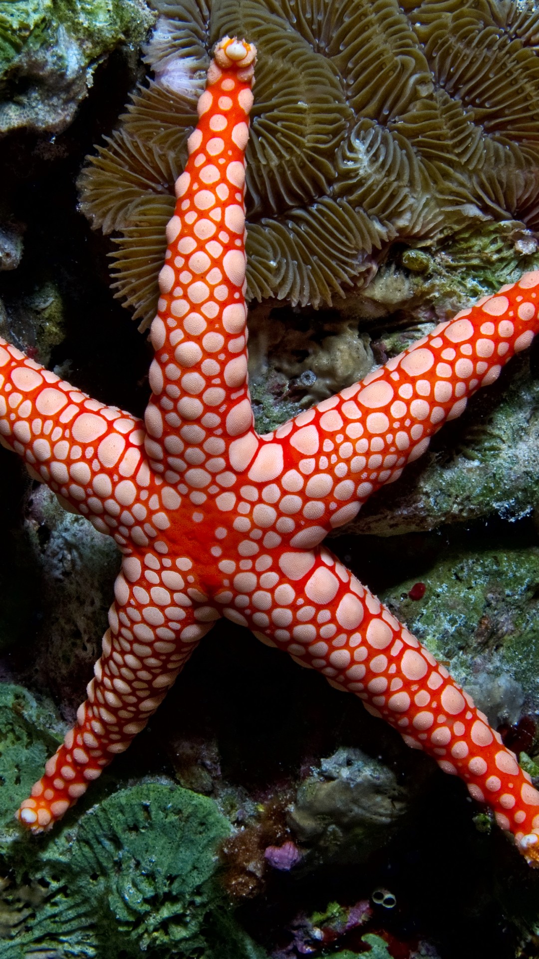 Wallpaper Fromia monilis, sea star, starfish, Indonesia, Indian, Pacific, ocean, sea, water, underwater, diving, tourism, red, World's best diving sites, Animals