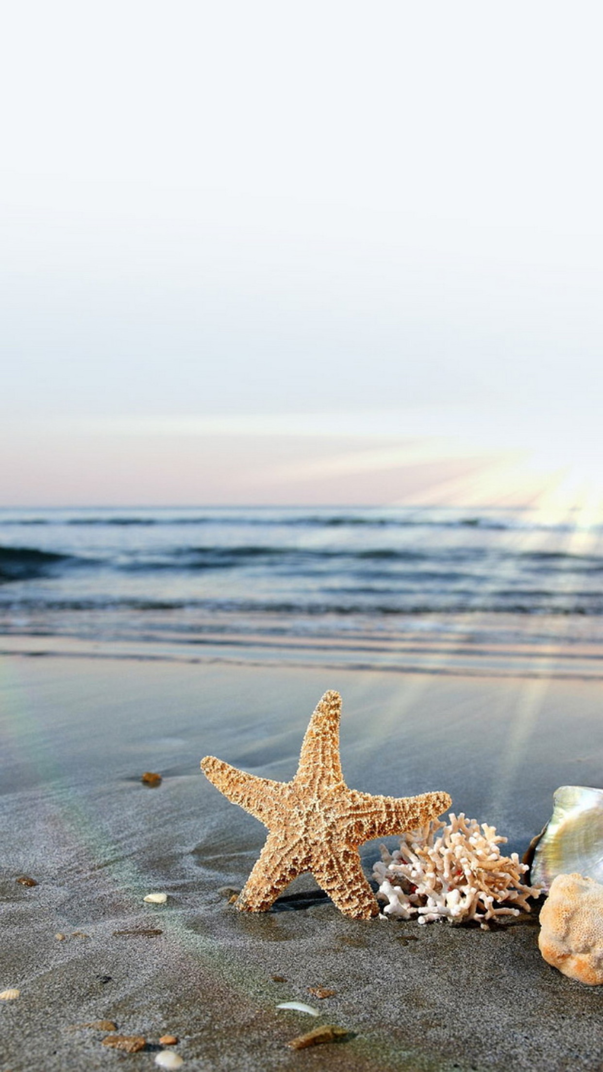 Beach sea star Wallpaper for iPhone 11, Pro Max, X, 8, 7, 6
