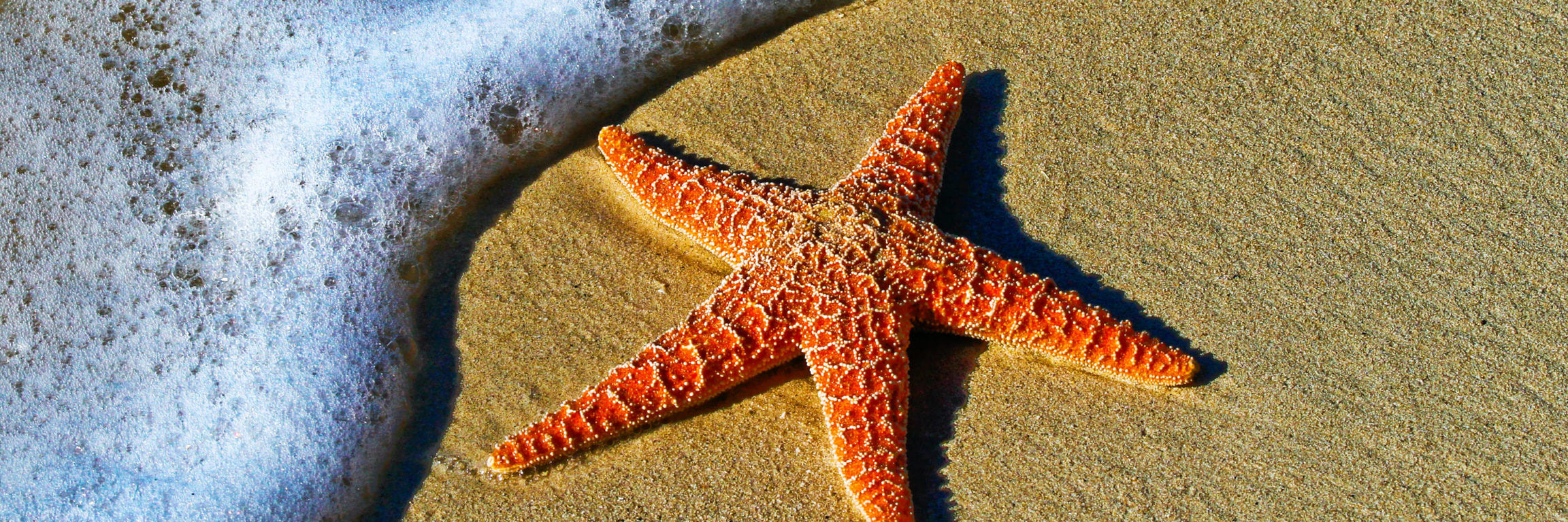 Starfish on a sand beach in Key West, United States
