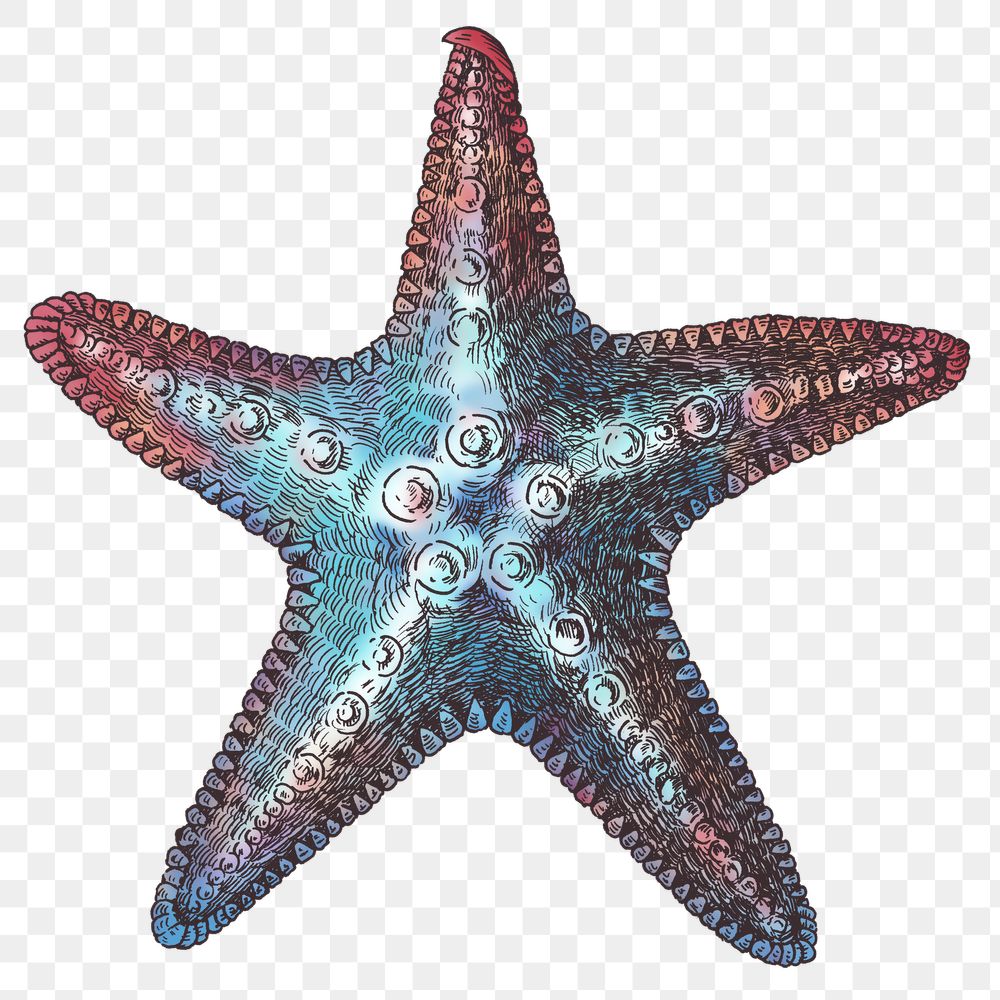 Seastar Image Wallpaper