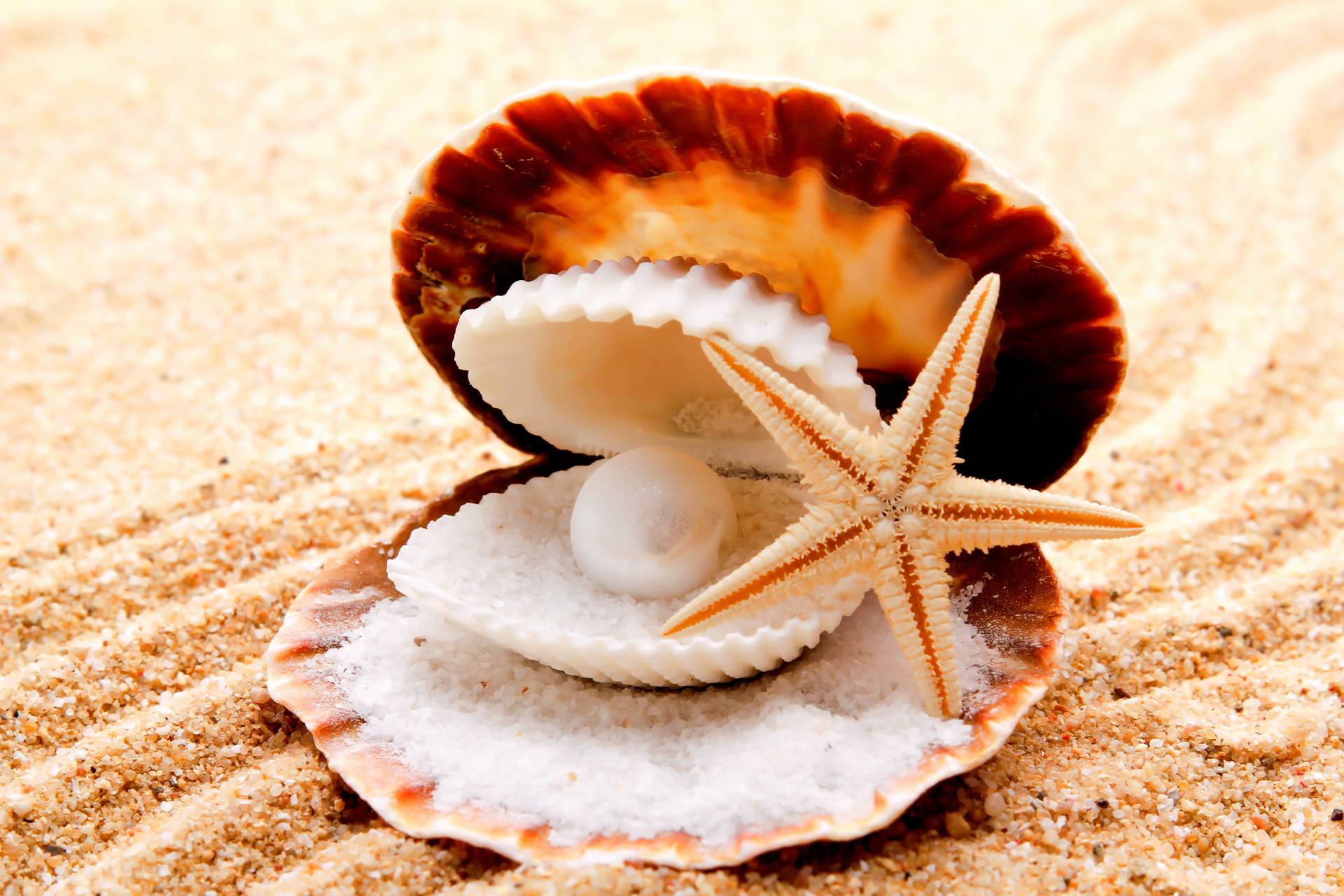 Starfish Wallpaper