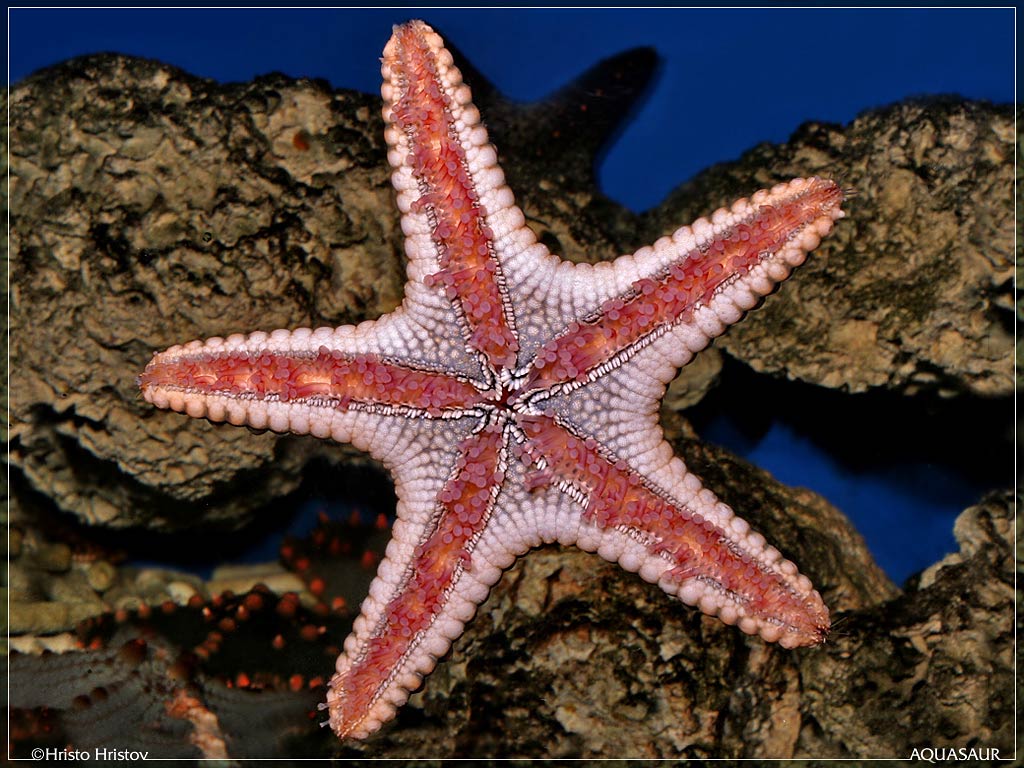 Seastar Wallpaper
