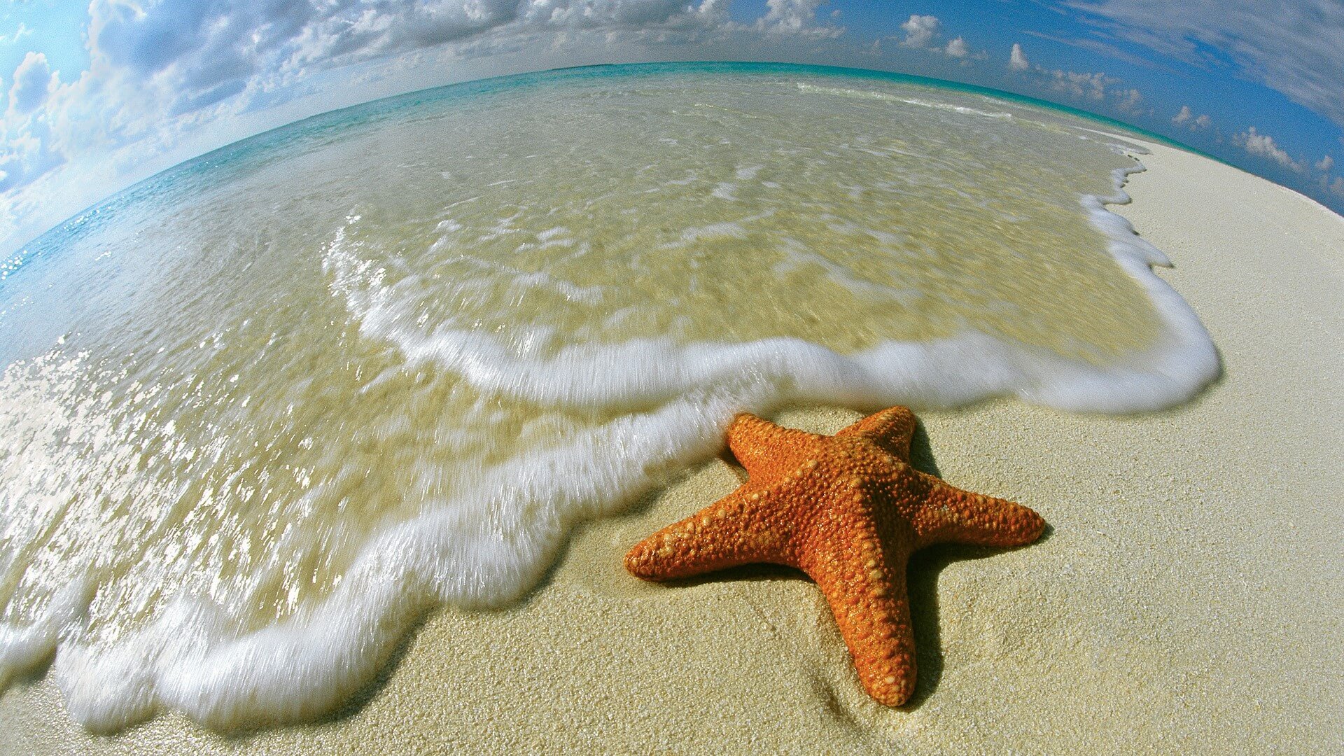 Starfish on the Shore Maldives Wallpaper