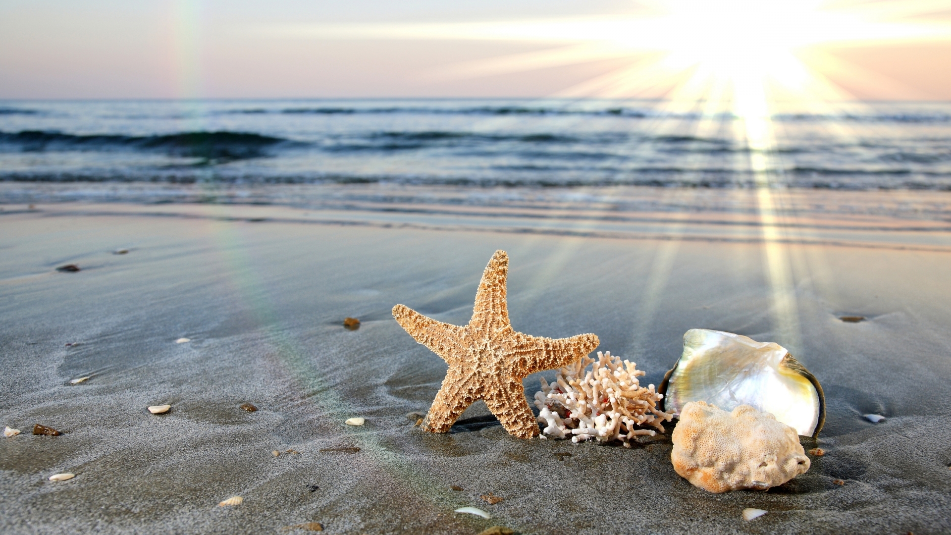 starfish HD wallpaper, background