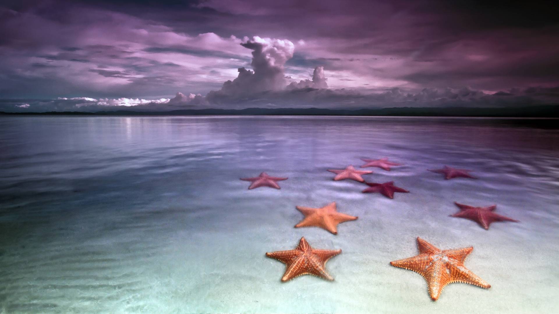 Free download Starfish Wallpaper HD Download [1920x1080] for your Desktop, Mobile & Tablet. Explore Starfish Wallpaper. Starfish Background, Starfish Background, Starfish Wallpaper for Computer