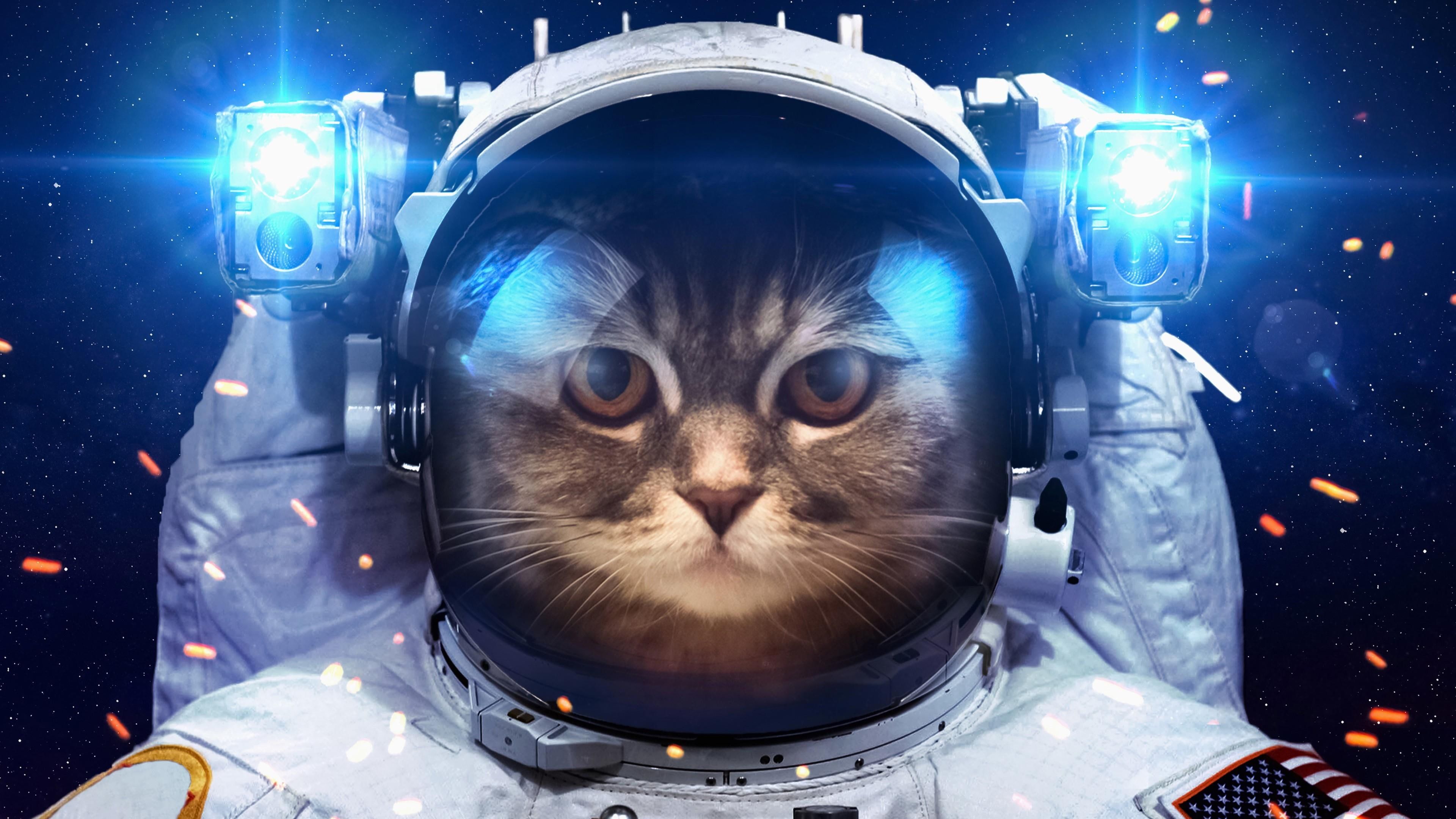 cat #funny #spacesuit #space #light K #wallpaper #hdwallpaper #desktop. Space cat, Astronaut cat, Cats