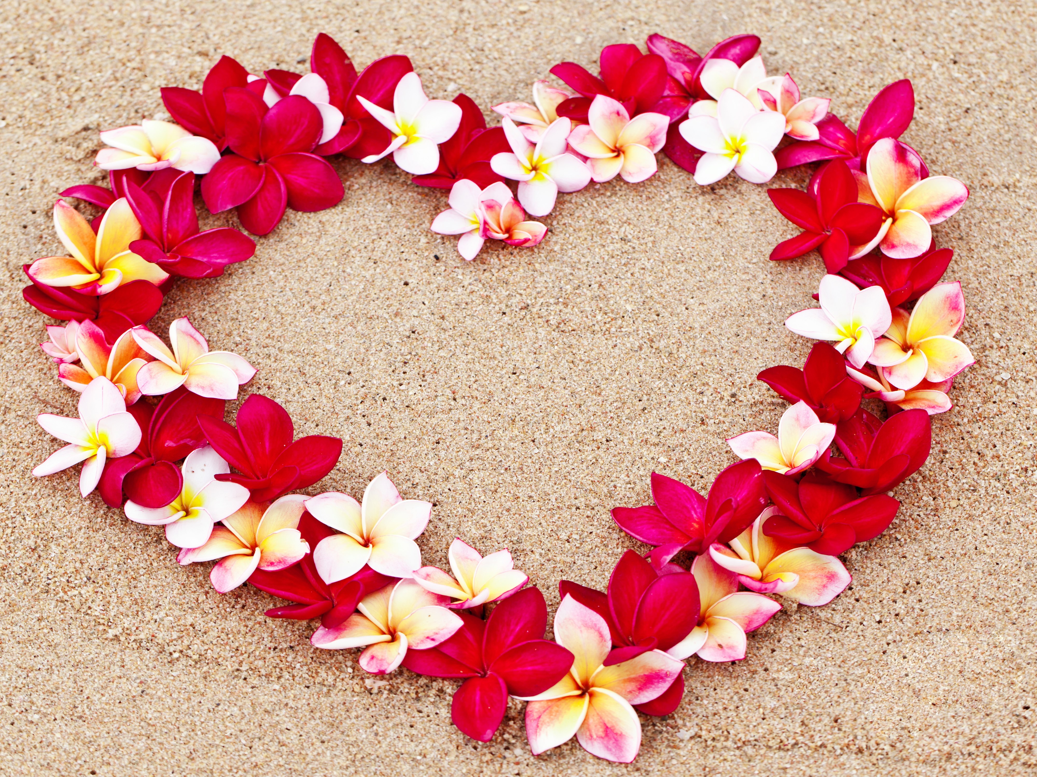 4K, Valentine's Day, Plumeria, Heart, Design, Sand Gallery HD Wallpaper
