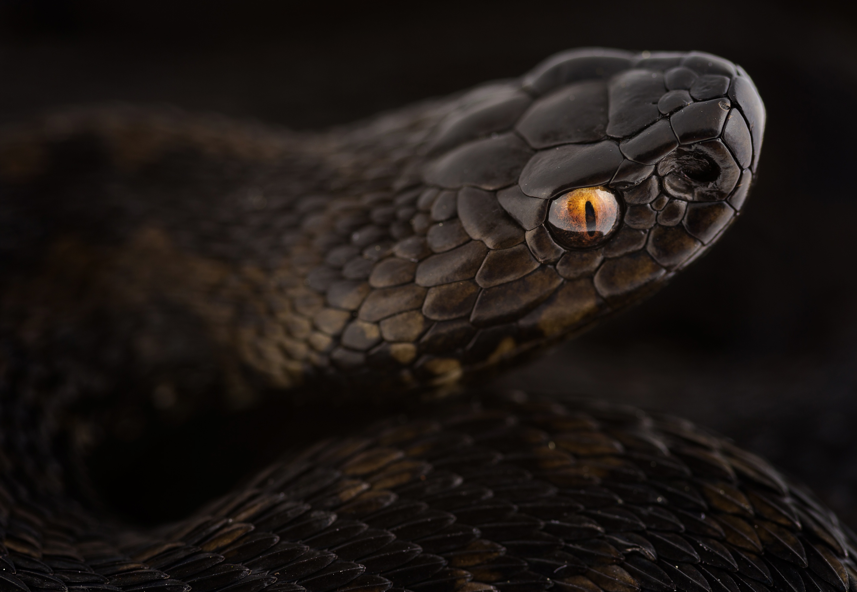 Snake HD Wallpaper and Background