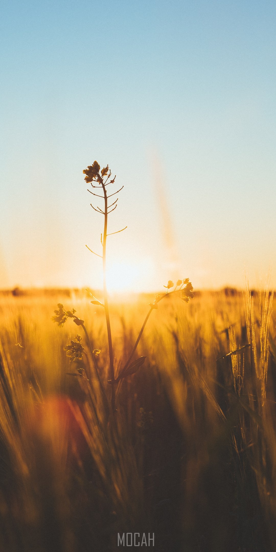 Nature, Horizon, Morning, Yellow, Sunlight, ZTE nubia Red Magic Mars wallpaper full hd, 1080x2160 Gallery HD Wallpaper