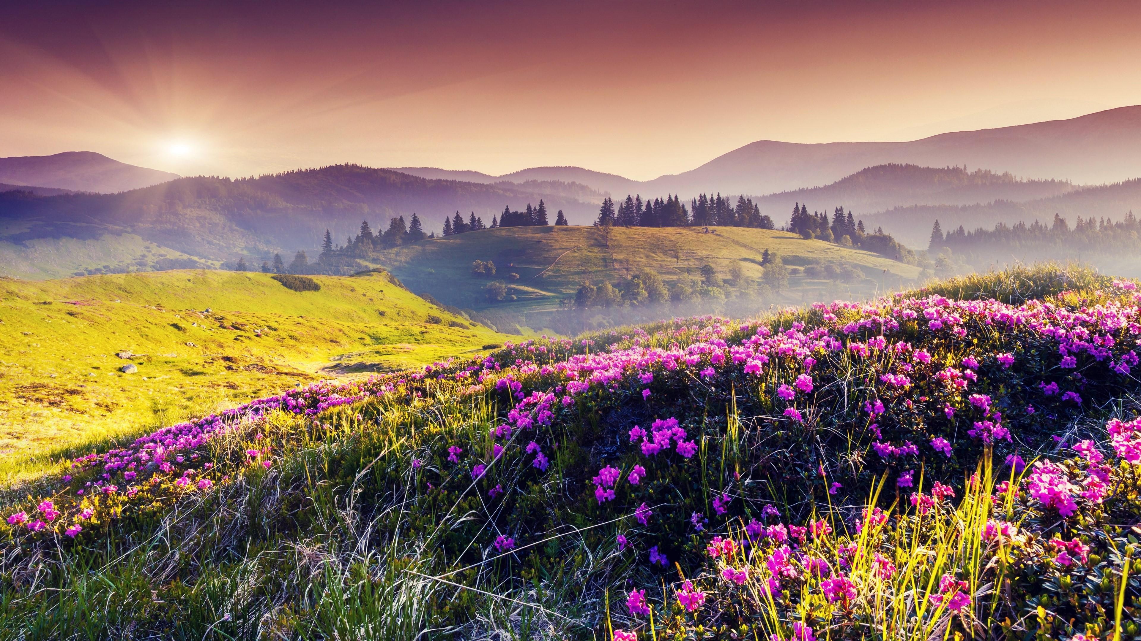 Wallpaper / hills, 4K, flower field, landscape, wild flowers, field, flowers, sunray free download