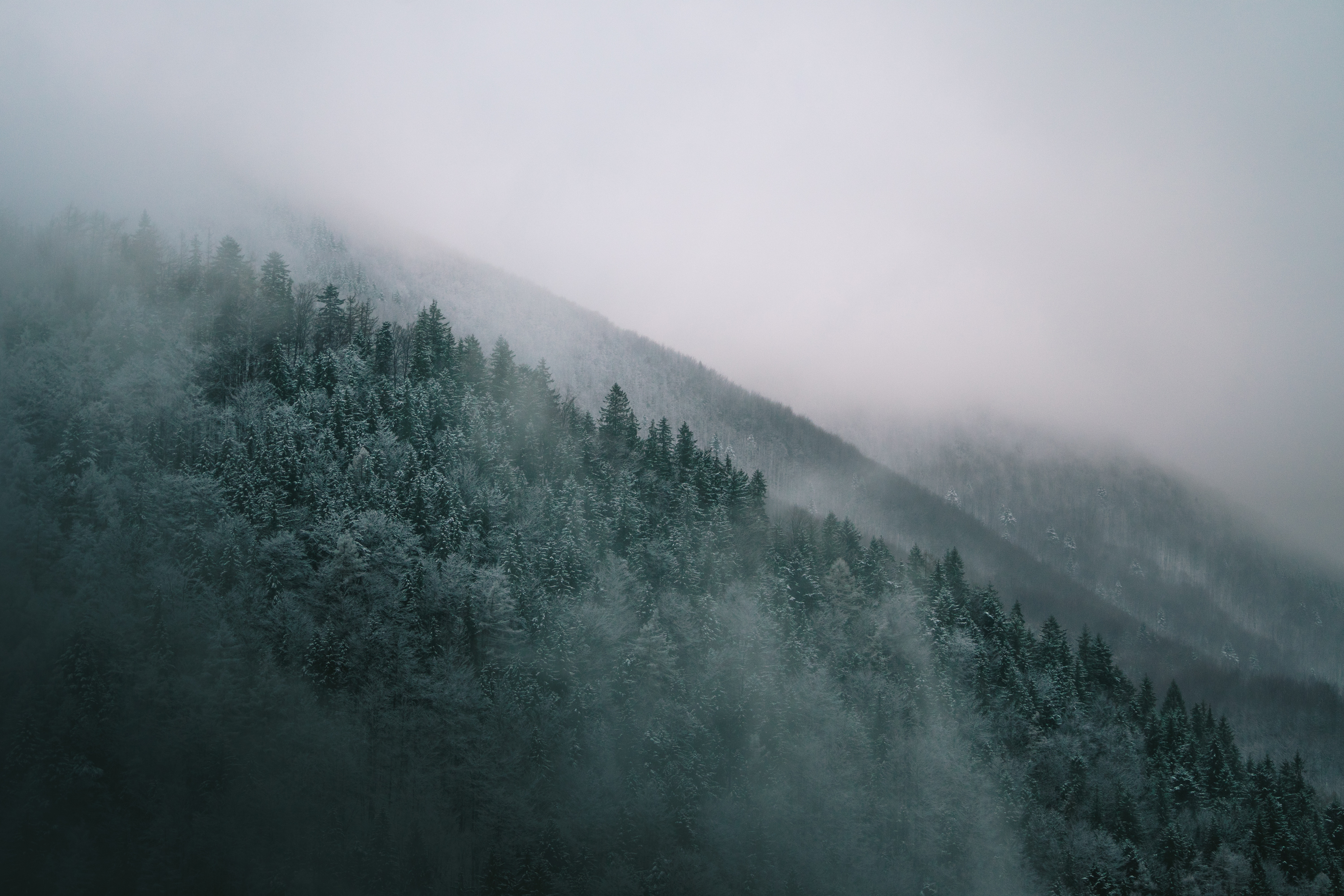6000x4000 rainy, wallpaper, mountain, outdoors, moody, malá fatra, snow, winter, Public domain image, forest, mist, fog, tree, weather, abies, foggy, fir, nature, plant, mountains, conifer Gallery HD Wallpaper