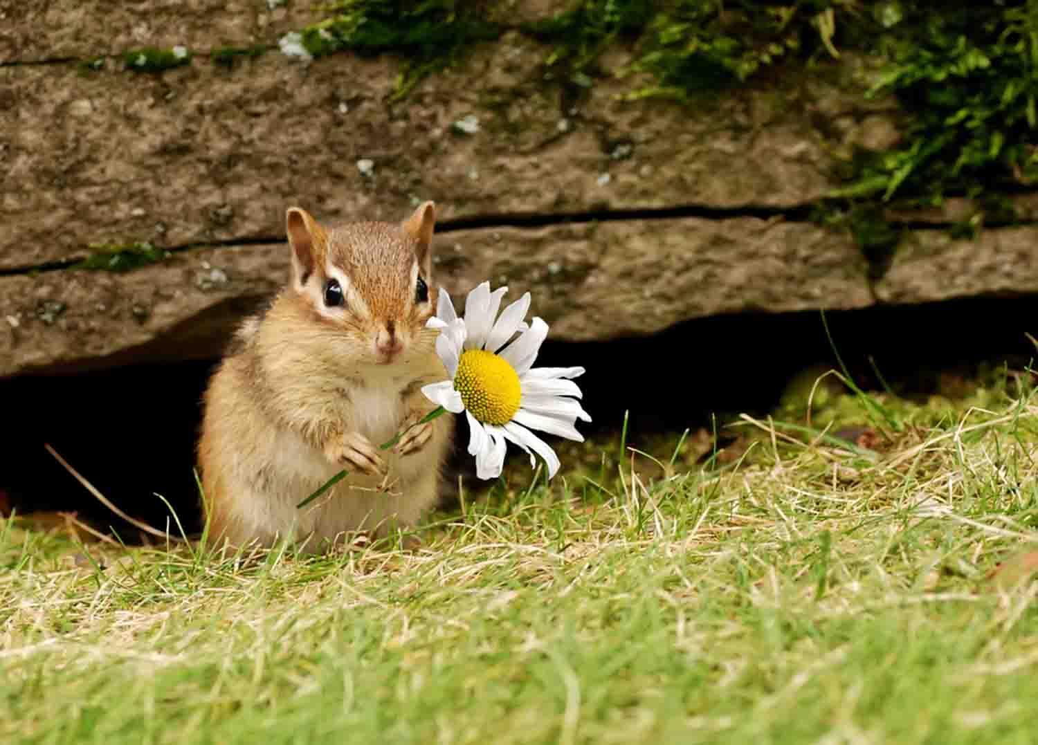 Spring Cute Animals Wallpapers - Wallpaper Cave