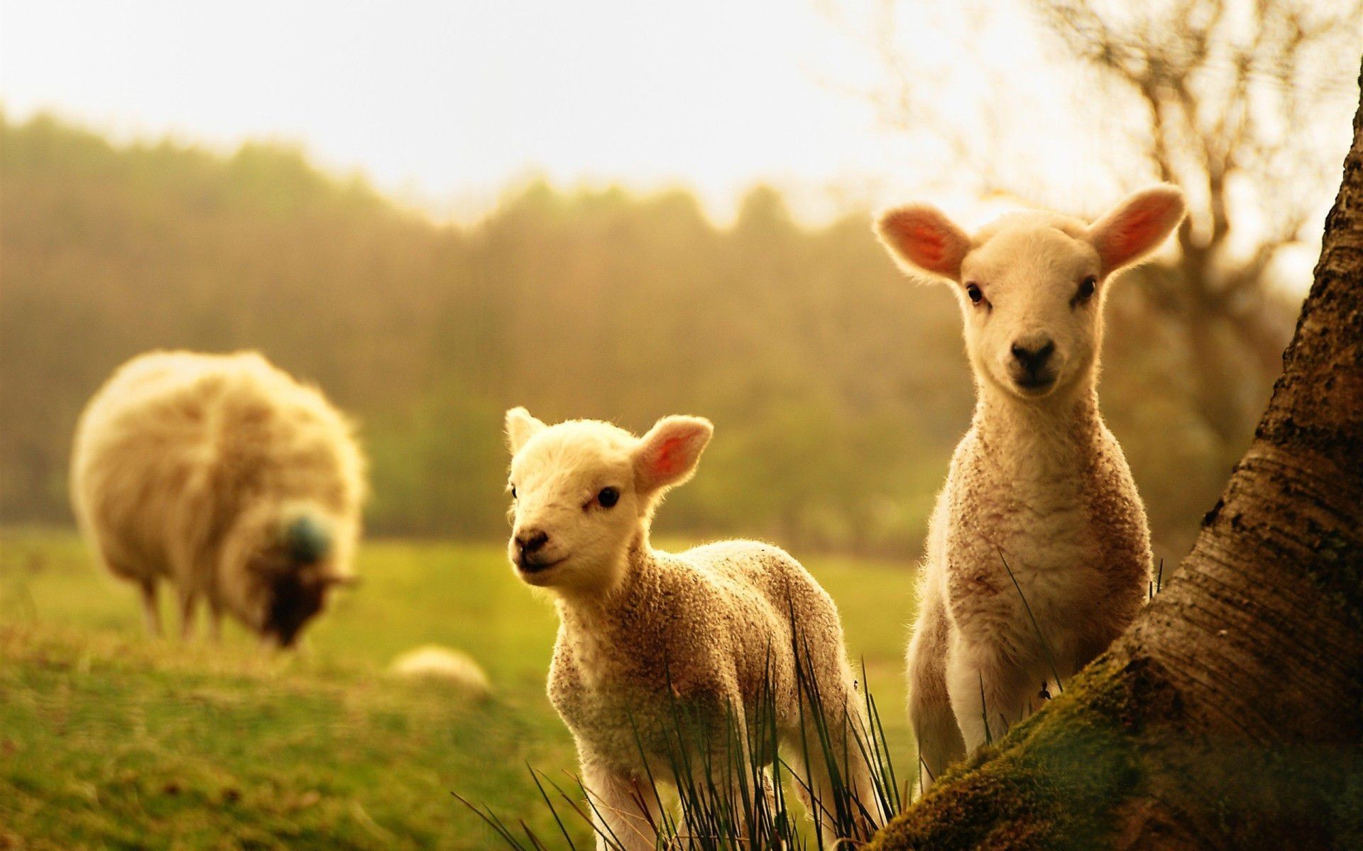 Spring Animals Wallpaper