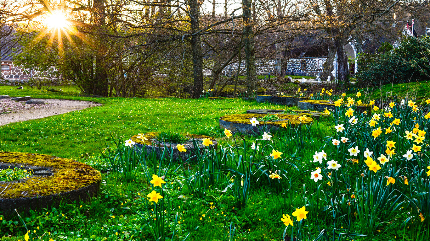 Desktop Wallpaper Sun Spring Nature Parks Daffodils Moss 1366x768