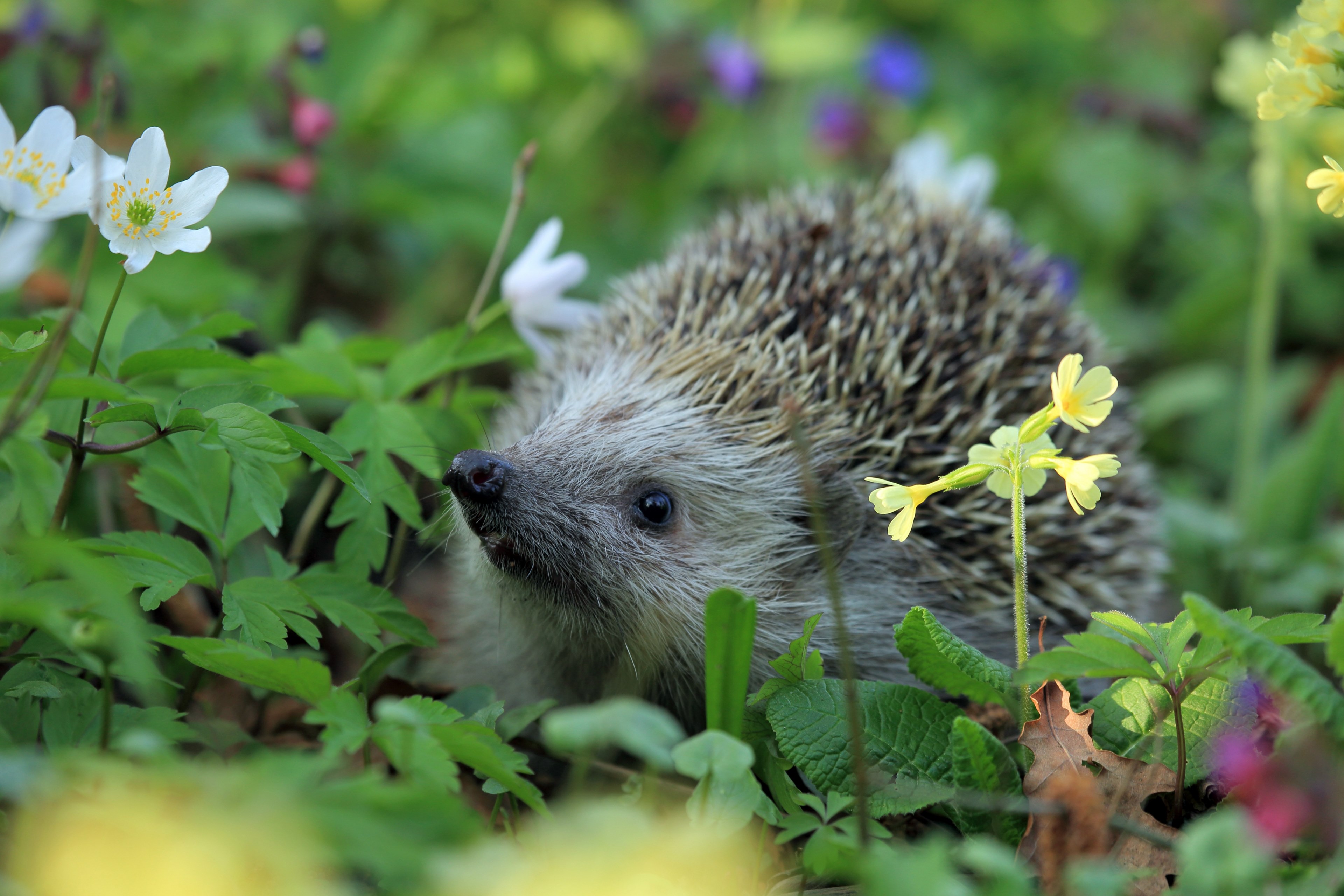 Wallpaper / hedgehog spring animal 4k wallpaper free download