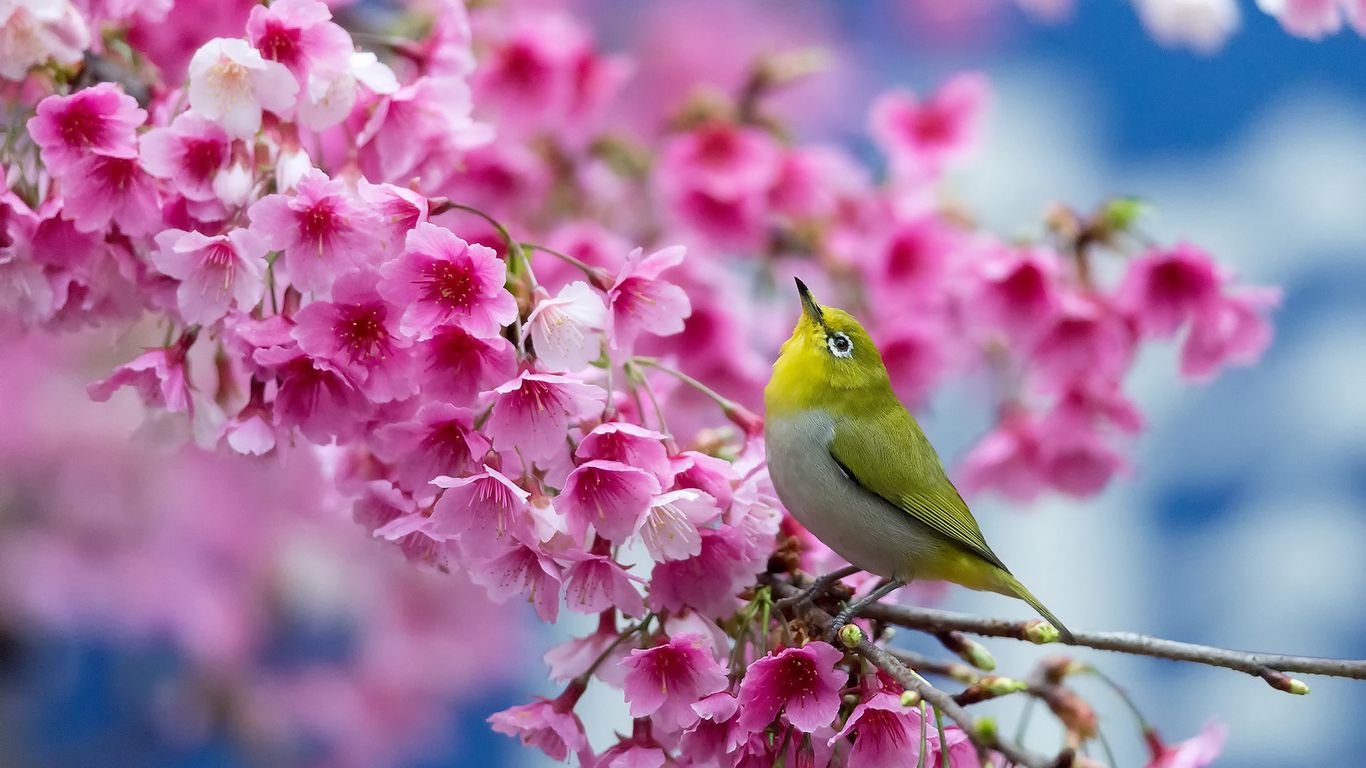 Download Wallpaper 1366x768 Spring, Cherry, Branch, Flowers, Beauty, Japanese White Eye Tablet, Laptop HD Background