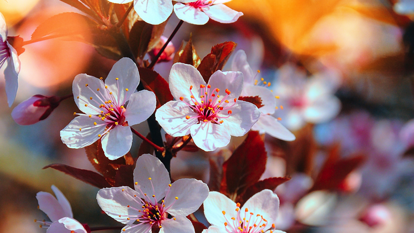 Download wallpaper 1366x768 cherry blossom, pink flowers, close up, spring, tablet, laptop, 1366x768 HD background, 2727