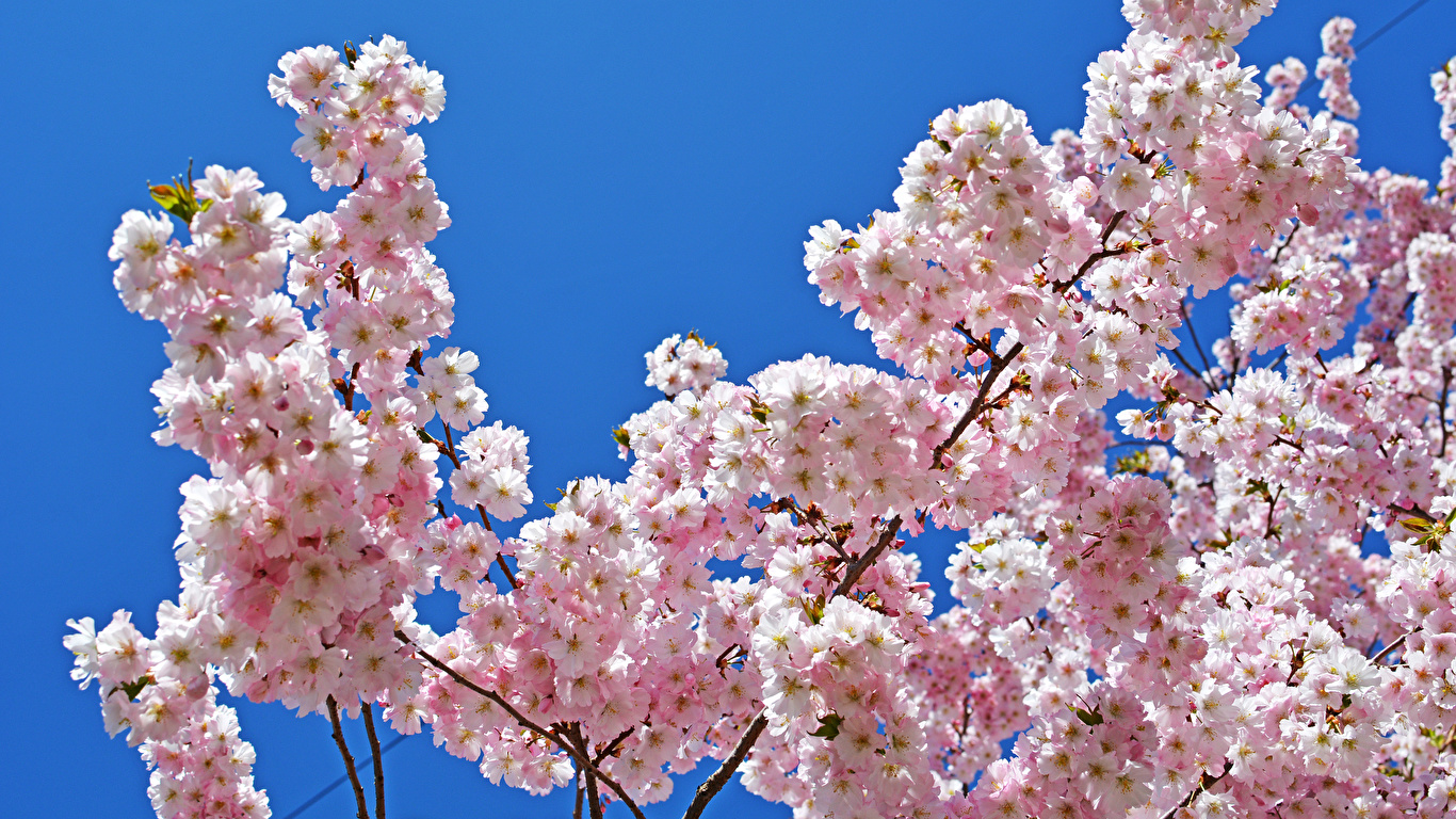 Desktop Wallpaper Spring flower Branches Flowering trees 1366x768