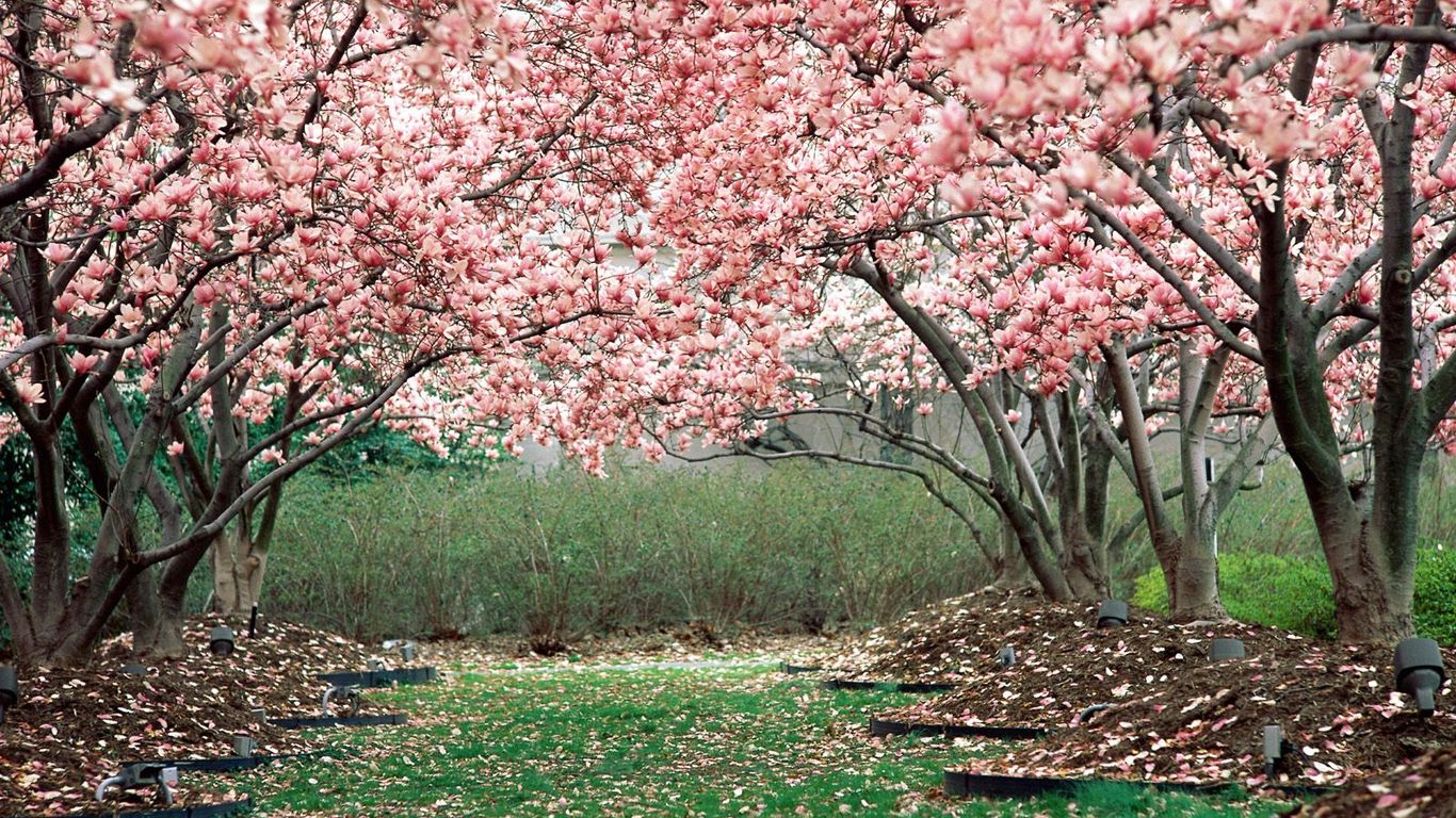 Download wallpaper 1366x768 spring, garden, flowering, trees, pink tablet, laptop HD background