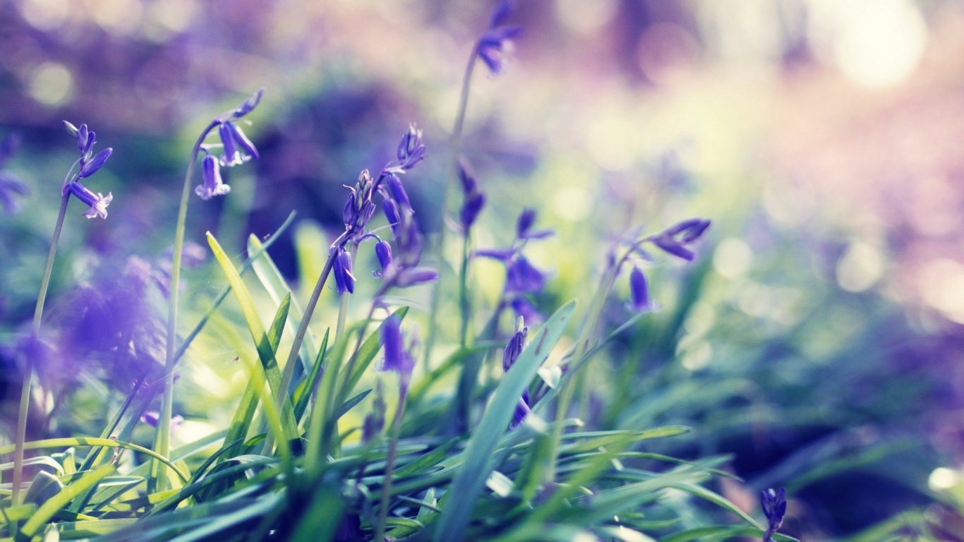 Free download 1366x768 Purple Spring Flowers desktop PC and Mac wallpaper [ 1366x768] for your Desktop, Mobile & Tablet. Explore 1366 x 768 Spring Wallpaper. Wallpaper 1366 x 768 HD