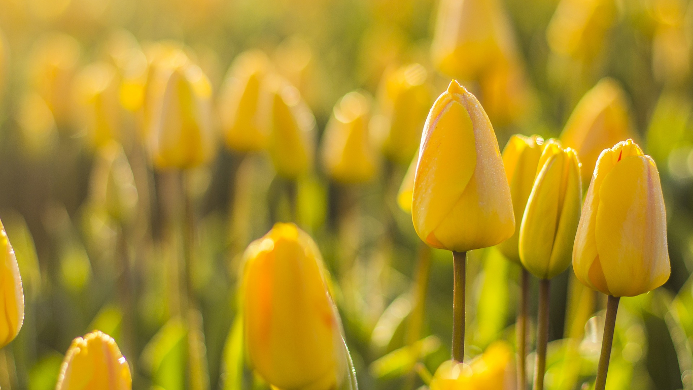 Download 1366x768 Wallpaper Flowers, Spring, Morning, Yellow Tulip, Meadow, Tablet, Laptop, 1366x768 HD Image, Background, 12827
