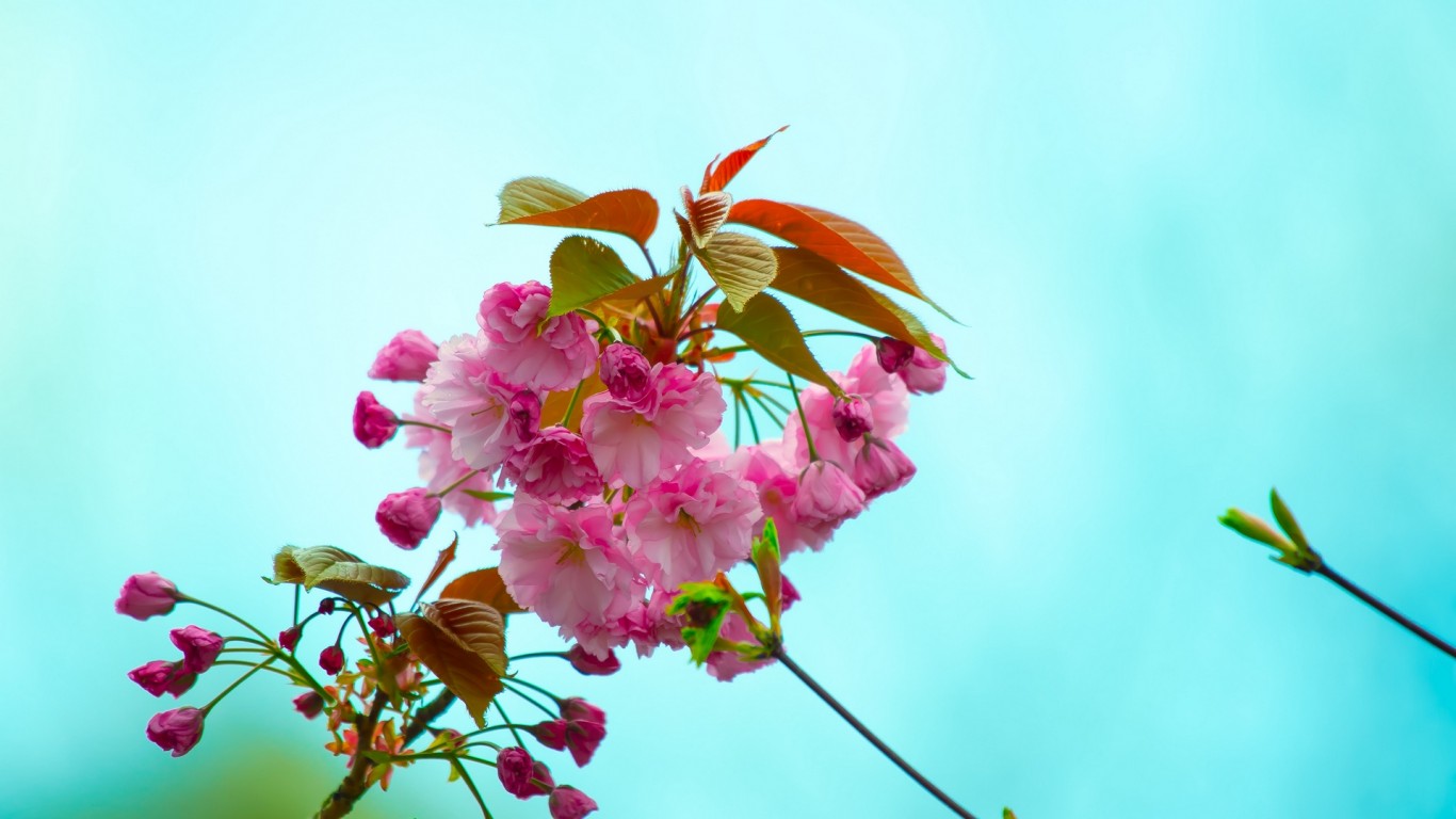 Spring pink flowers HD Wallpaper 1366x768