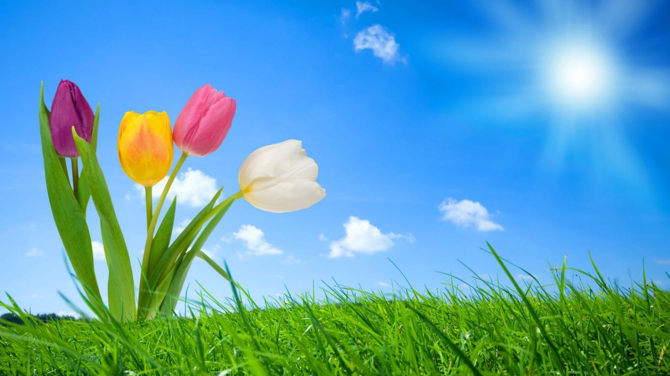 Spring Nature 27701 wallpaper in 1366x768 resolution