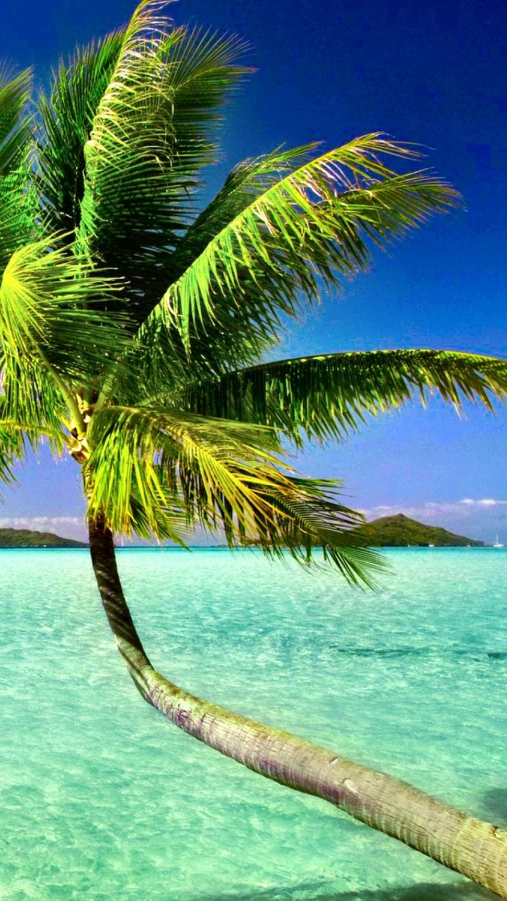 Wallpaper / Photography Tropical Phone Wallpaper, Horizon, Summer, Pacific, Palm Tree, Sea, 720x1280 free download