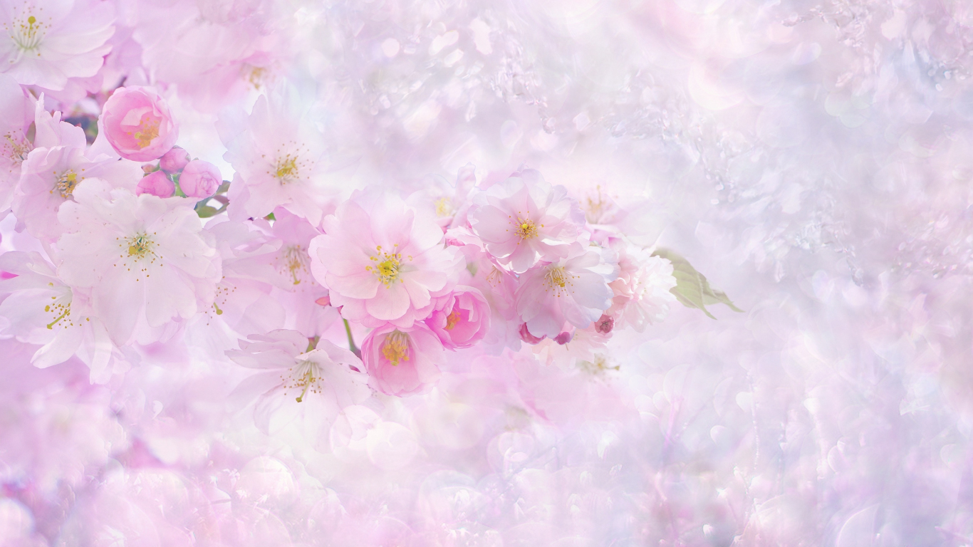 Download 1366x768 Wallpaper Nature, Spring, Blossom, Cherry Flowers, Nature, Tablet, Laptop, 1366x768 HD Image, Background, 31031