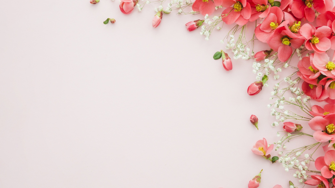 Gray background with pink spring flowers Desktop wallpaper 1366x768