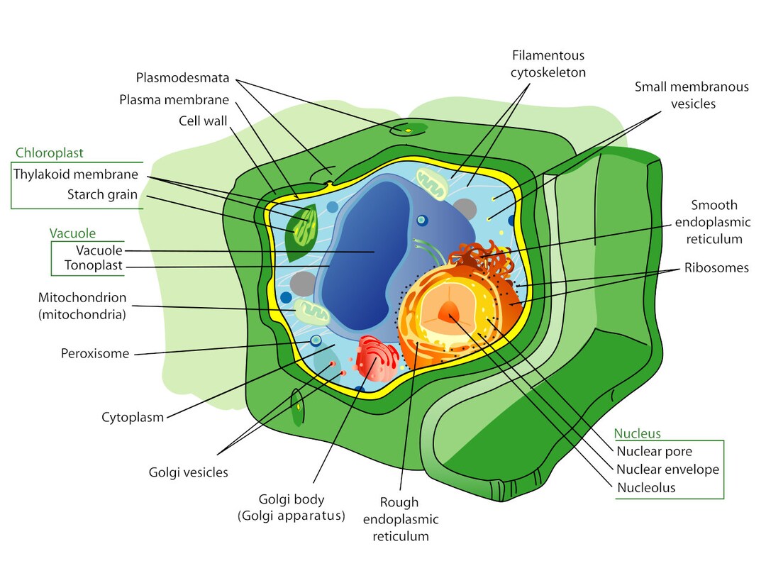 Parts of a Typical Plant Cell Cells Structure Biology Diagram