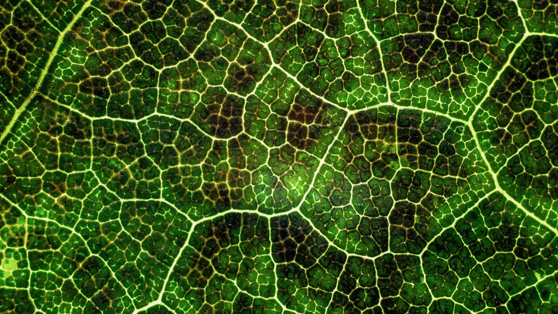 Plant Cells Wallpapers - Wallpaper Cave