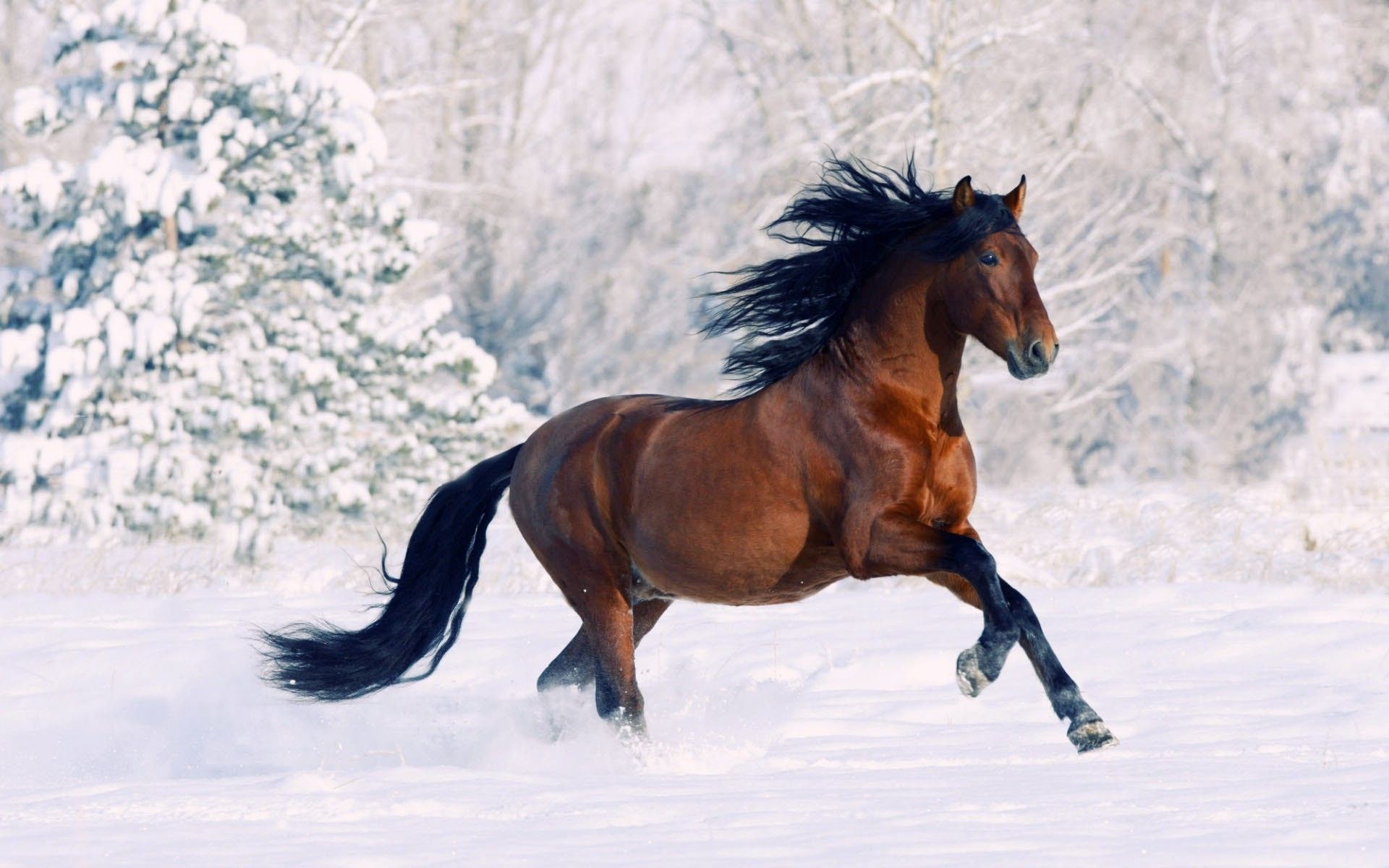 Horses in Snow Wallpaper