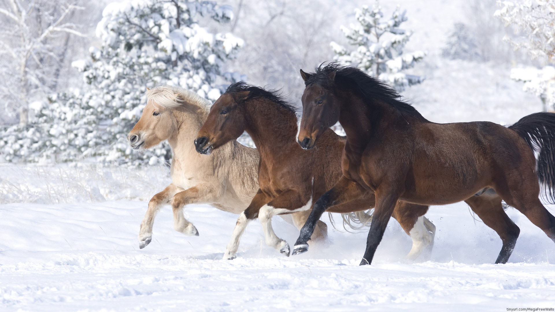 Free download Miniature horses running in the snow HD Wallpaper Background [1920x1080] for your Desktop, Mobile & Tablet. Explore Horse Snow Wallpaper. Horse Wallpaper, Horse Background, Snow Wallpaper
