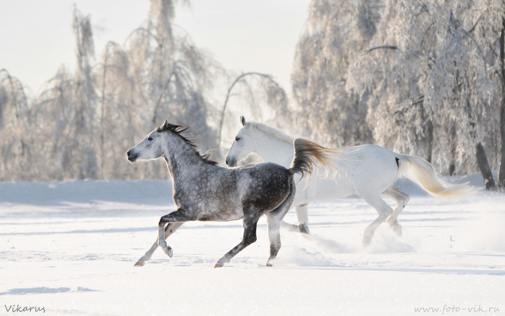 Horses Running In The Snow Wallpapers - Wallpaper Cave