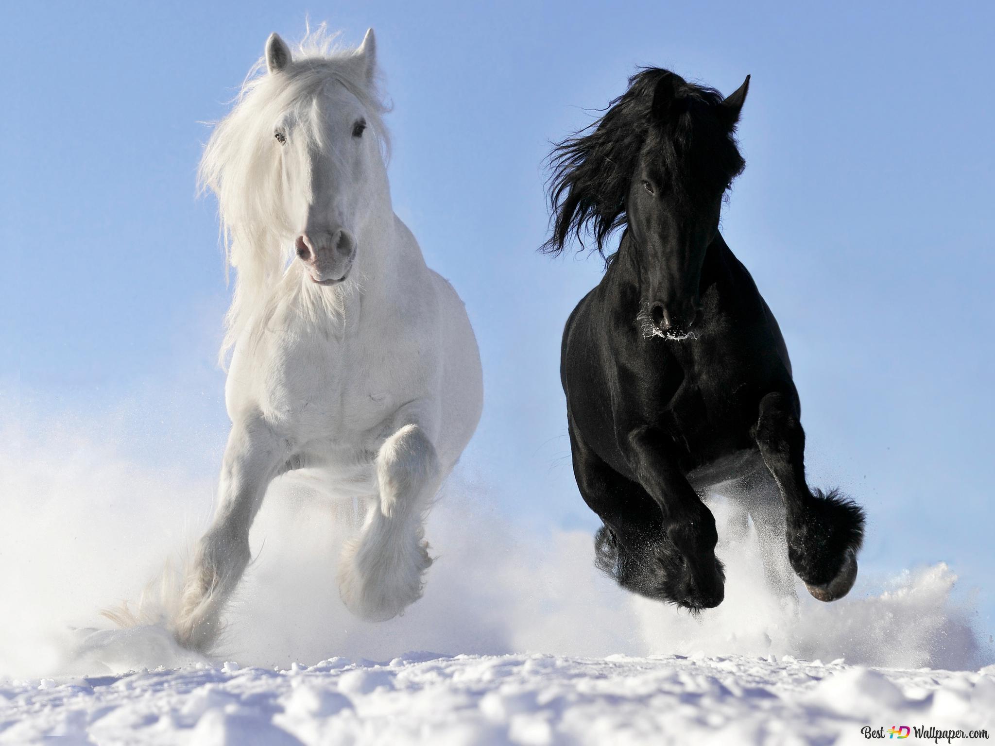 Black and white horses running on snow in clear, beautiful weather 2K wallpaper download