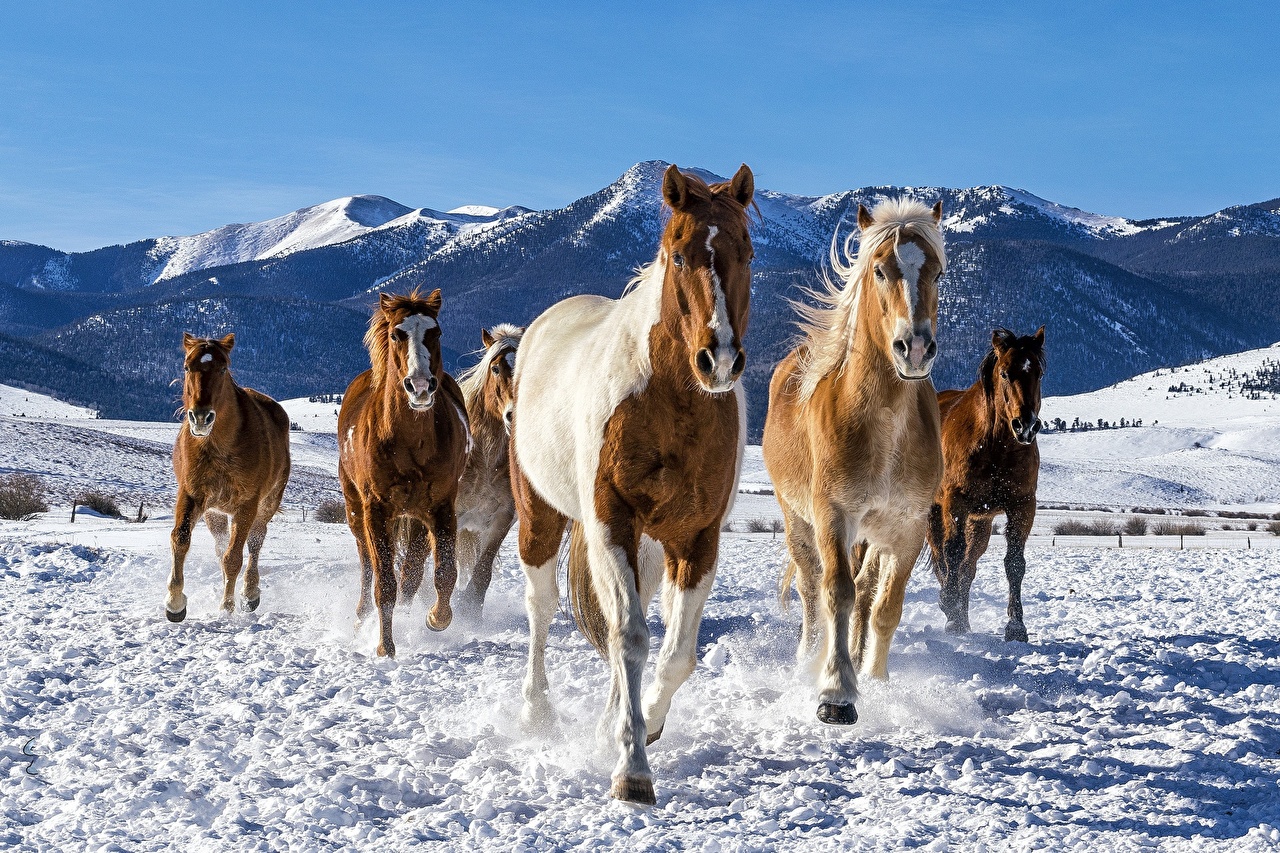 Photo horse Run Snow Animals