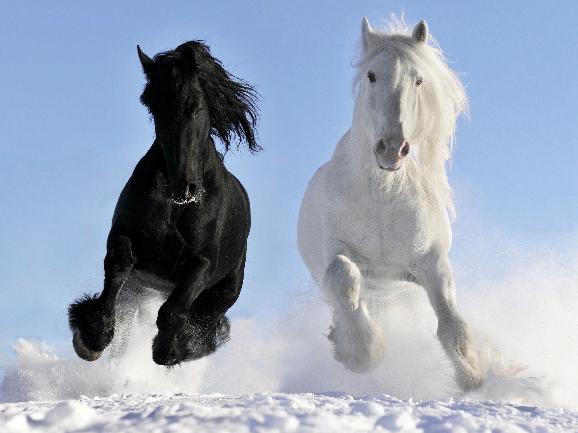 Horses in the Snow Wallpaper
