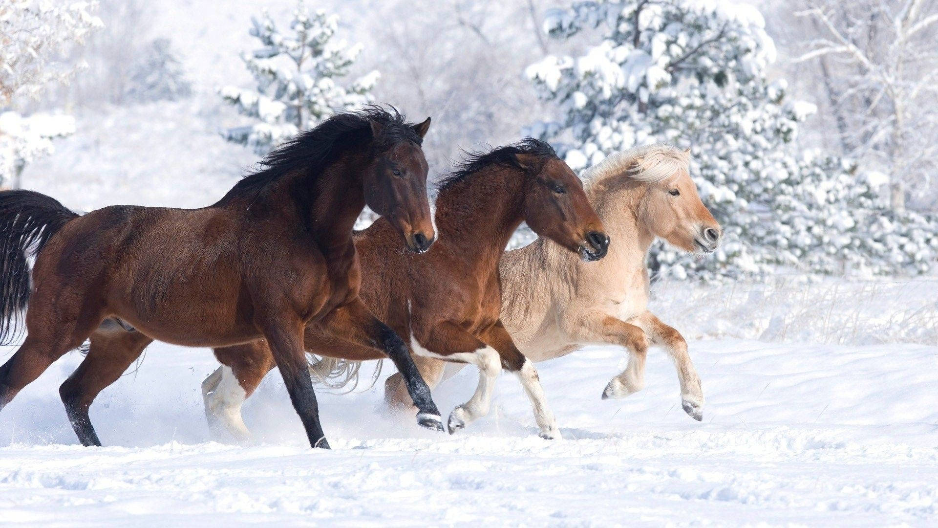 Download Cute Horses In Snowy Forest Wallpaper