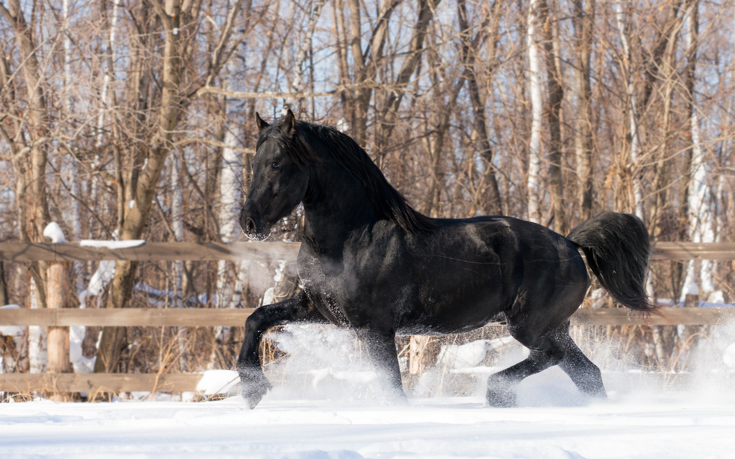 Horses, Black, Snow Gallery HD Wallpaper