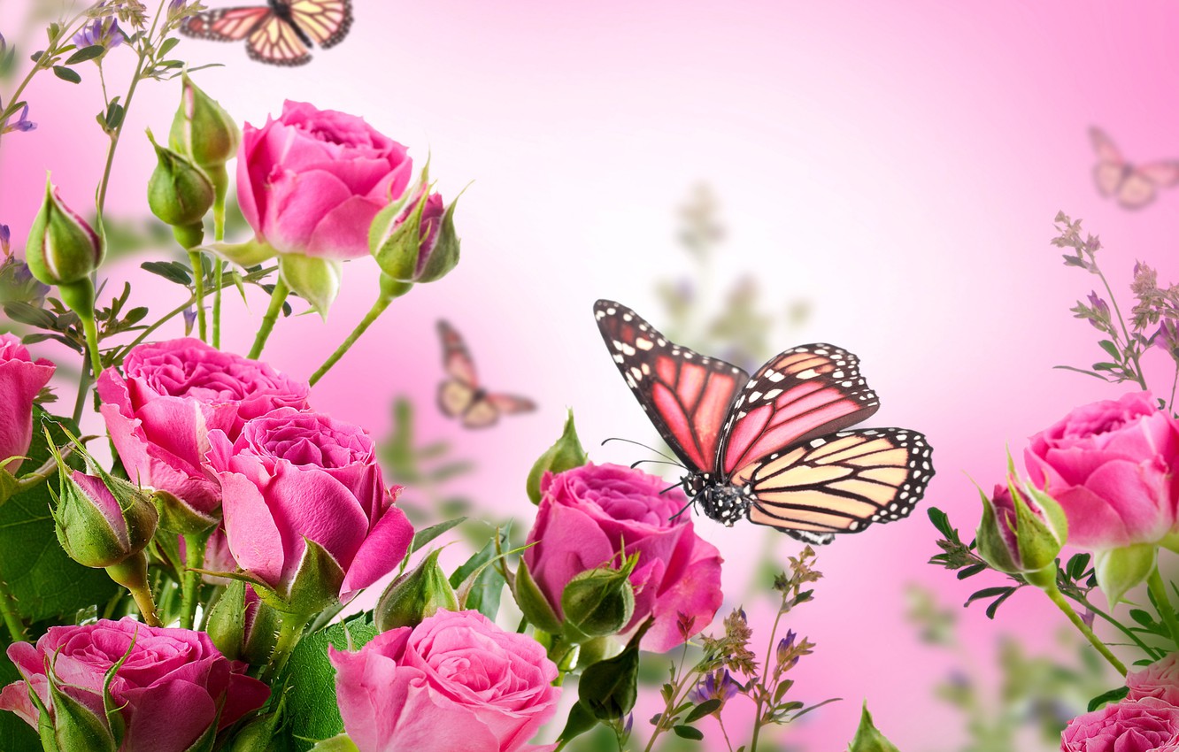 Roses Butterfly Wallpaper