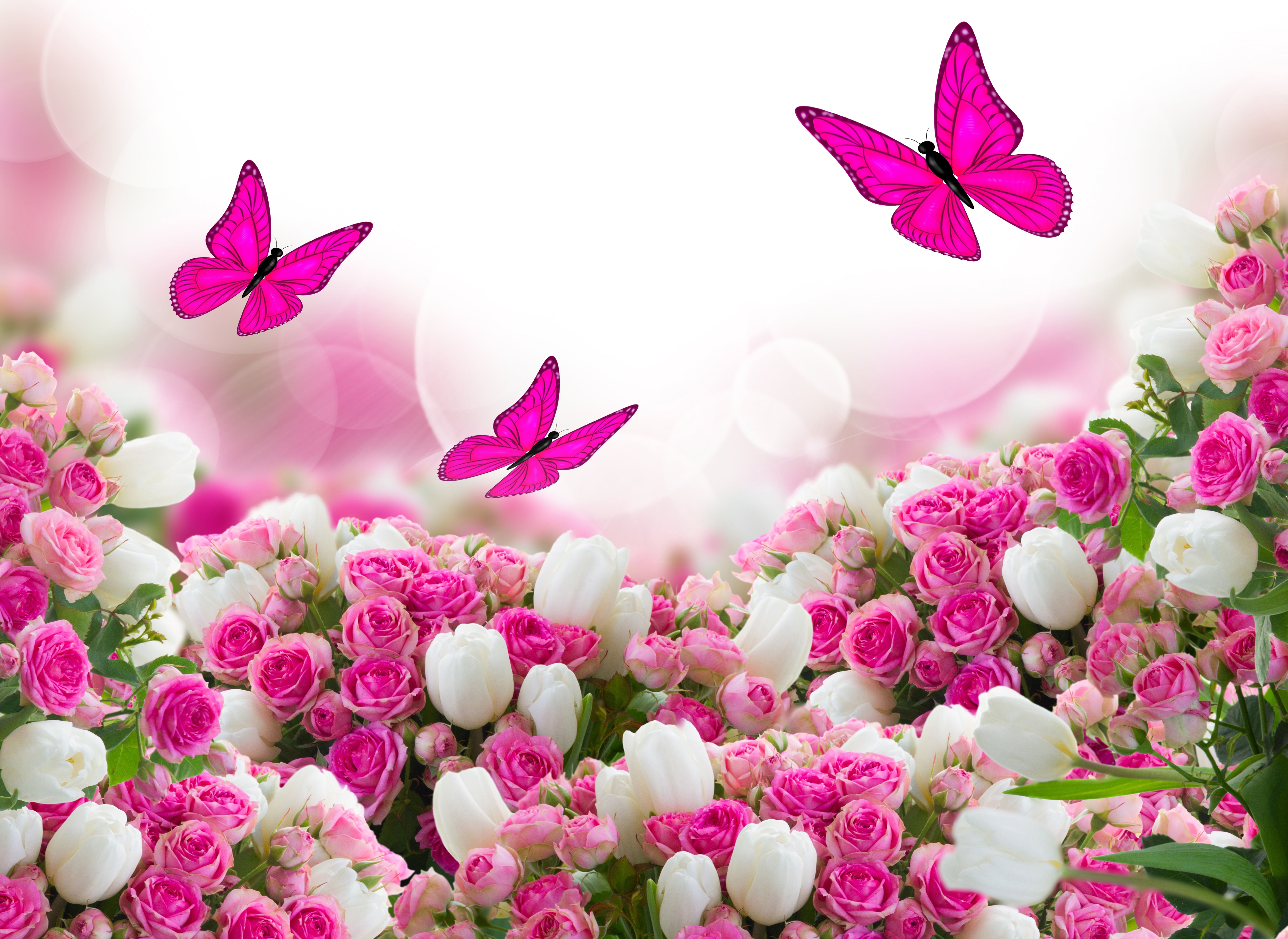 pink butterflies illustration #butterfly #flowers #roses #tulips #leaves K #wallpaper #hdwallpaper #desktop. Цветок, Белые тюльпаны, Тюльпаны