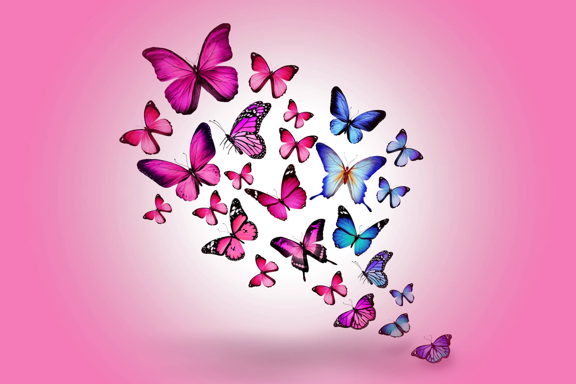 Free Pink Butterfly Wallpaper Downloads, Pink Butterfly Wallpaper for FREE
