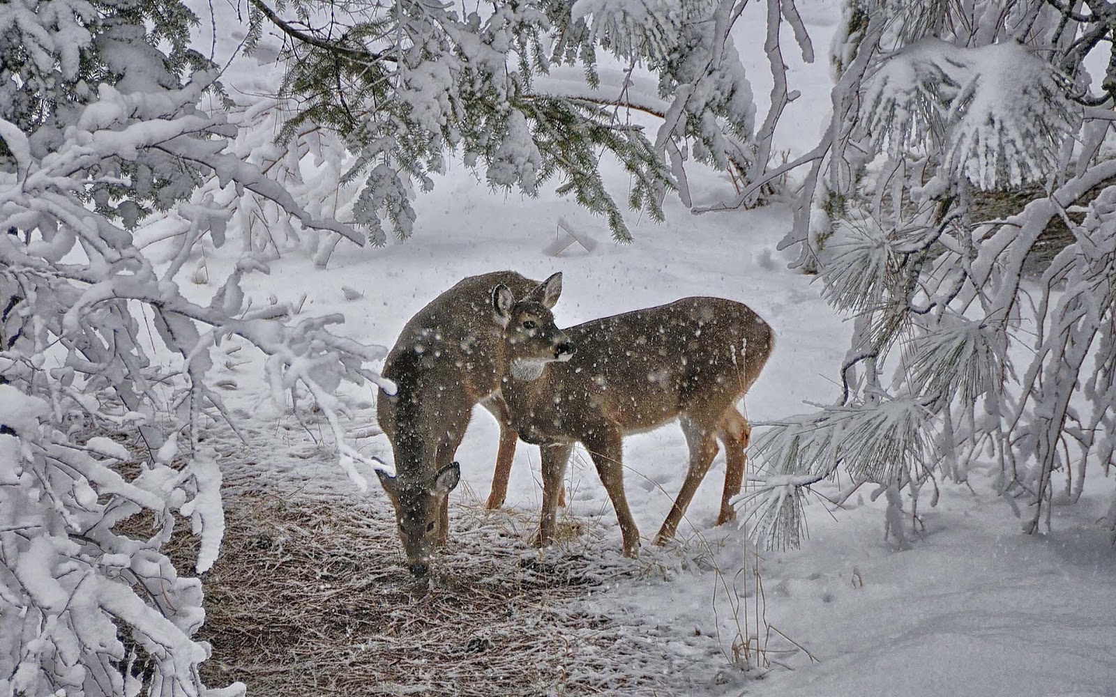 Free download Two deers at wintertime wallpaper HD Animals Wallpaper [1600x1000] for your Desktop, Mobile & Tablet. Explore Winter Animal Scenes Wallpaper. Winter Scenes Wallpaper, Winter Scenes Wallpaper Free