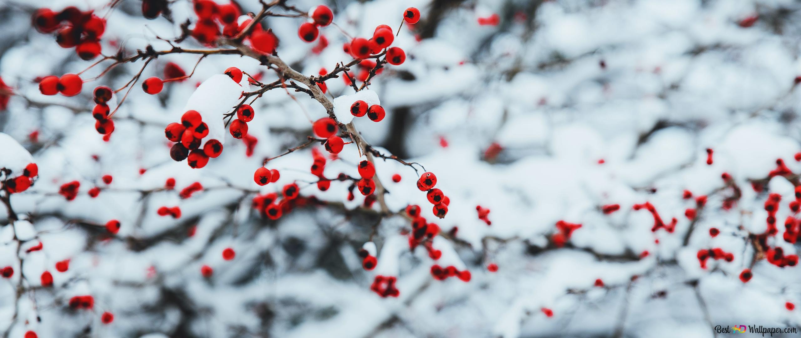 Wintertime Wallpapers - Wallpaper Cave