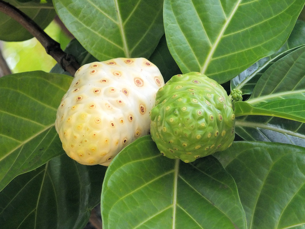 Noni Fruit. Polynesian Cultural Center, Oahu, Hawaii, Octob
