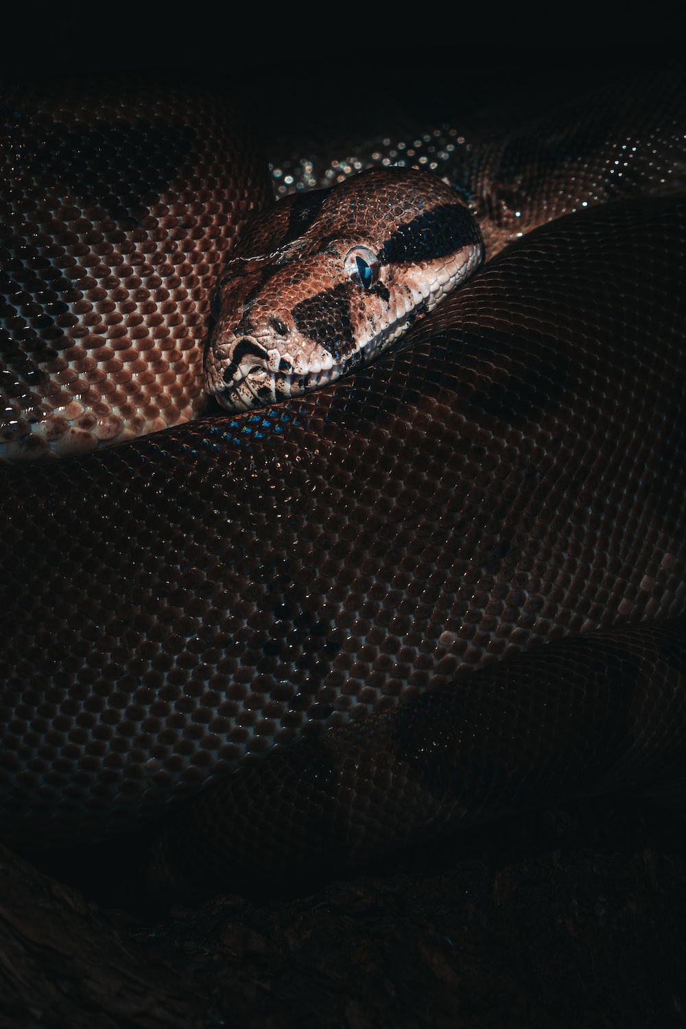 Boa Constrictor Picture. Download Free Image