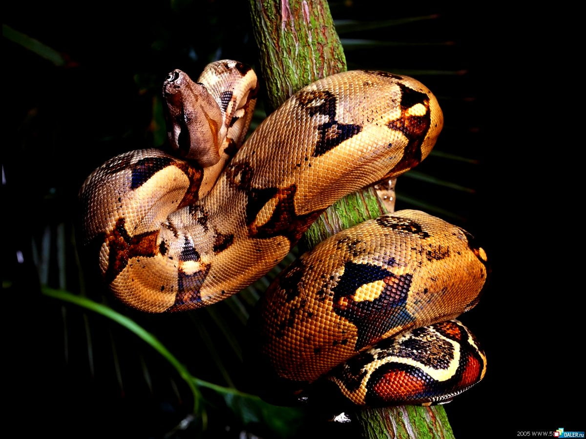 Boa constrictor wallpaper HD. Download Free background