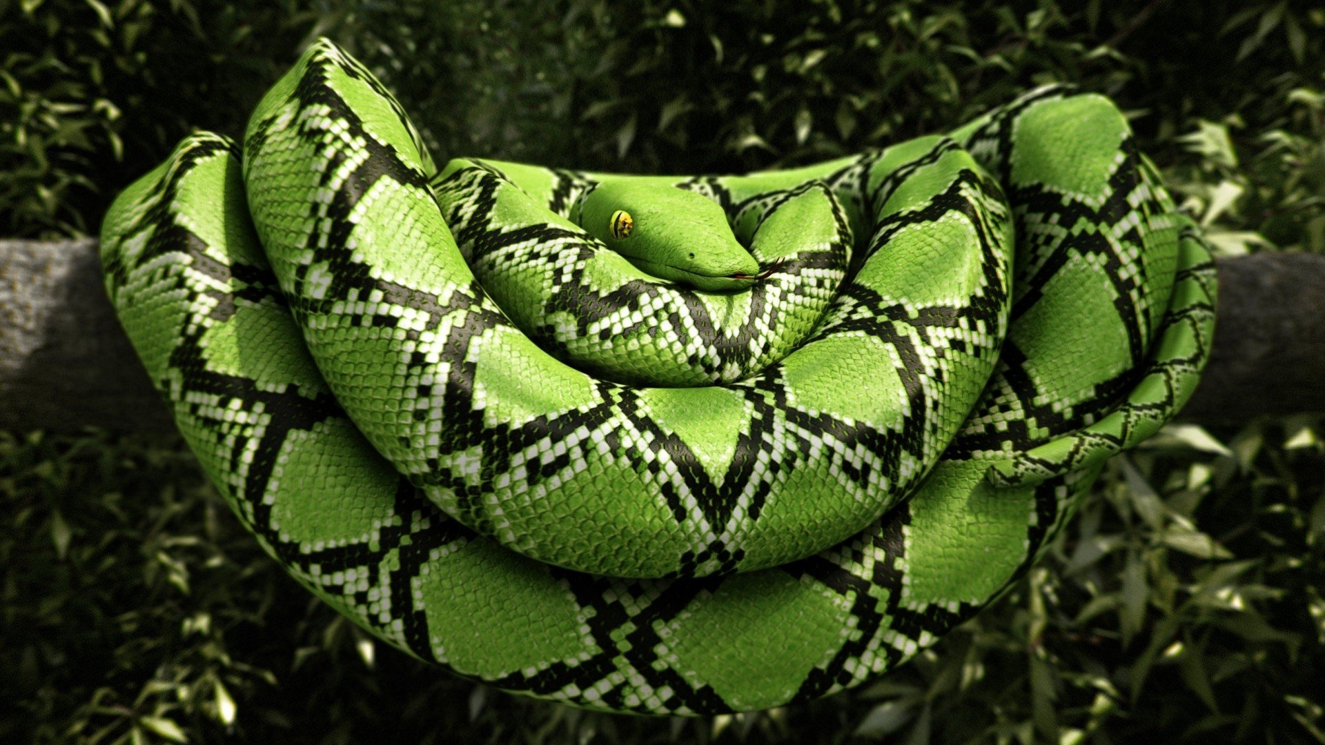 Boa Constrictor HD Wallpaper and Background